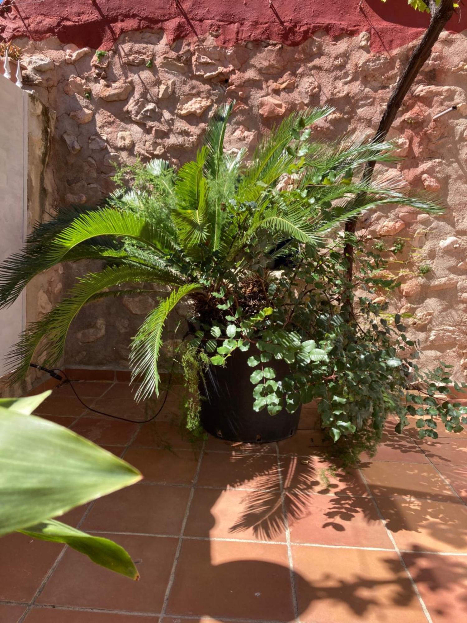 Casa Gallinera Benissiva Exterior photo